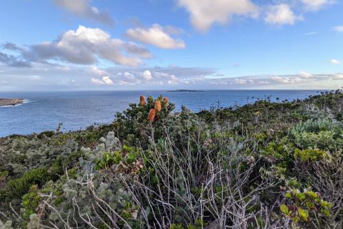 Banksias and ocean views on Sharp Point Walk Trail