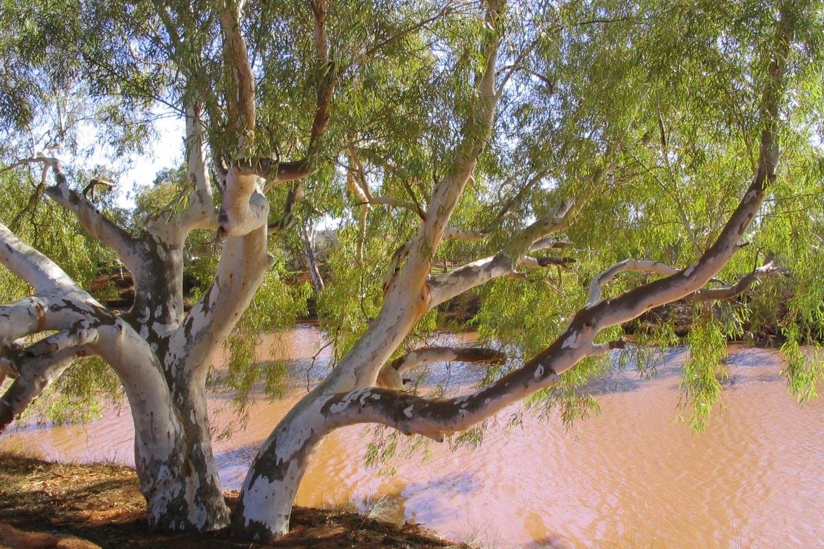 large native white barked tree beside a wide pool of water in the bush