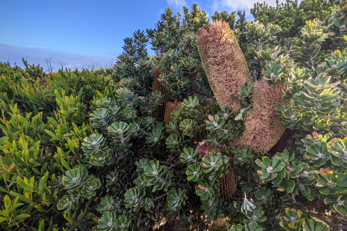 Banksia in bloom on the headland above Cable Beach