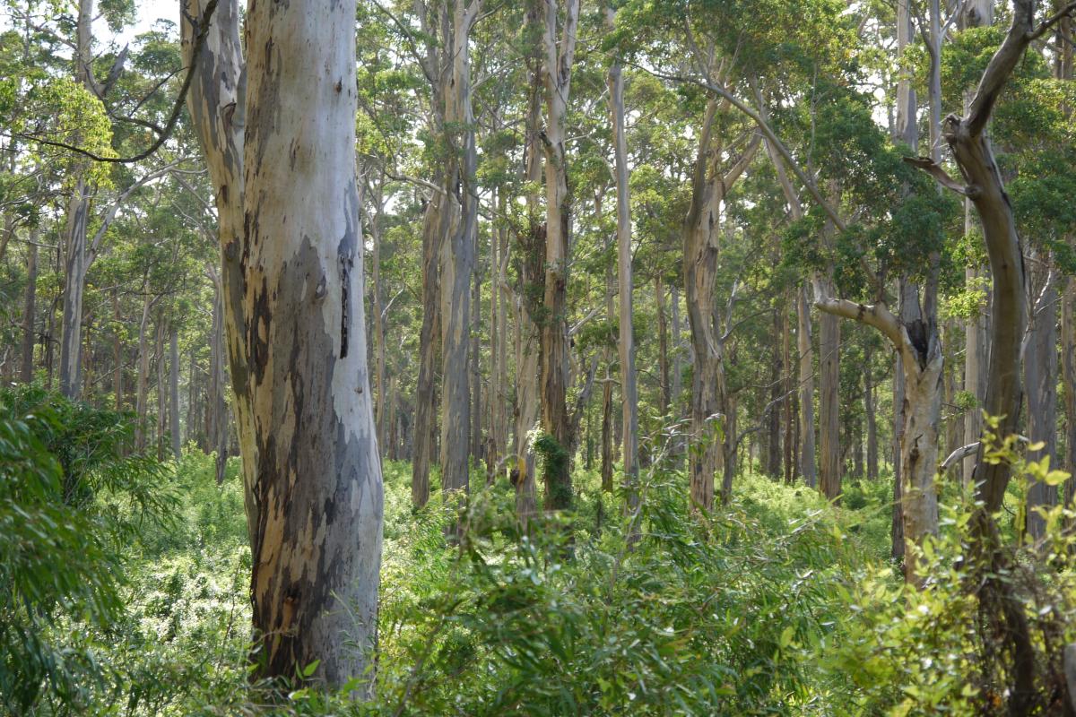 karri forest with bright green shrubs