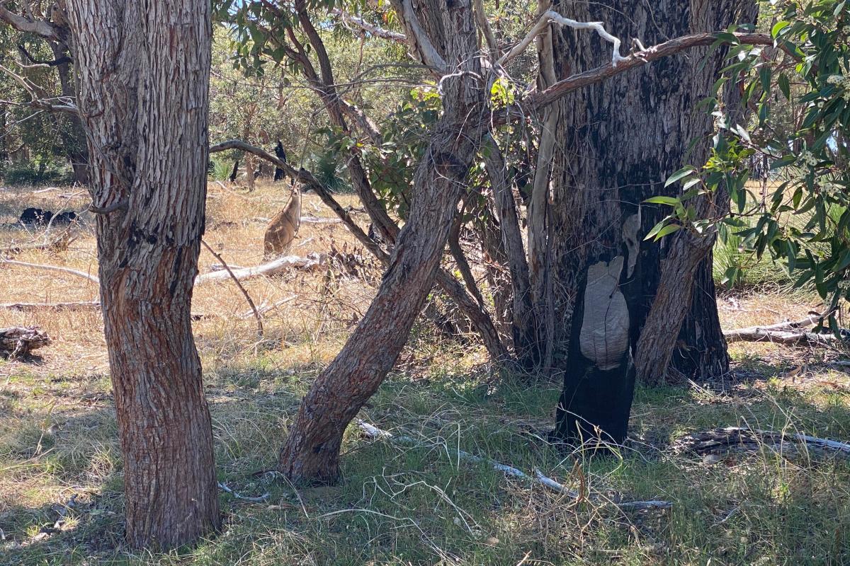 kangaroo in the bush