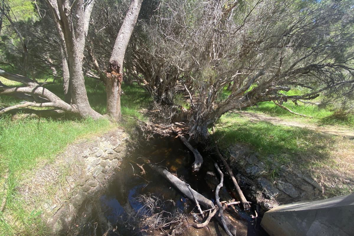 tree lined creek