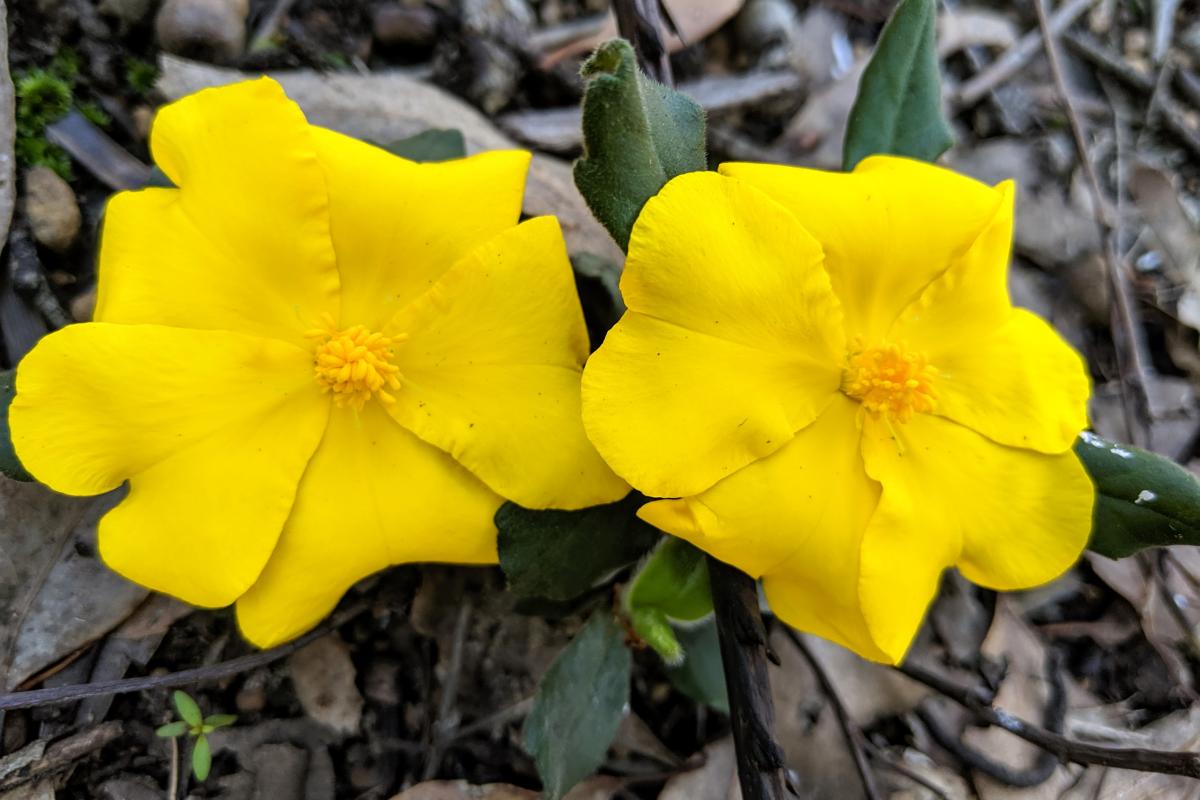 Bright yellow Hibbertia flowers