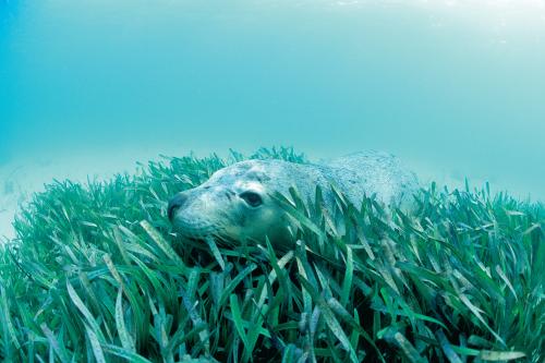 close up of seal underwater in poking his head through underwater reeds