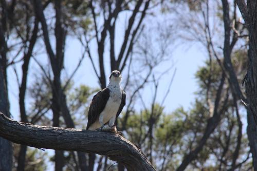 Osprey sitting in a tree