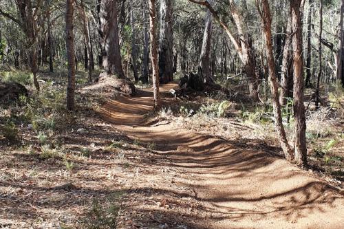 Mountain bike trail through bush 