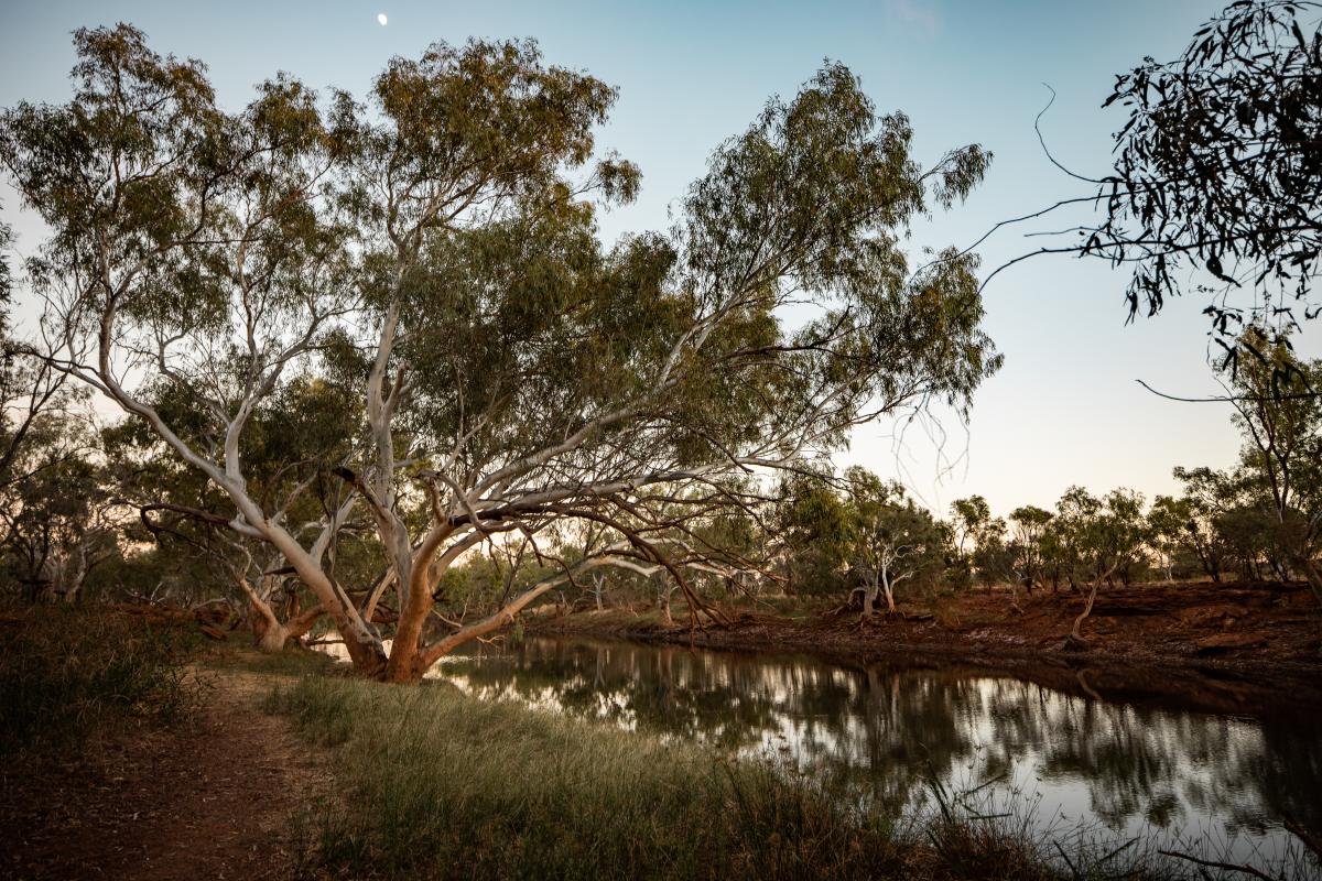 native trees at dusk beside a large water pool