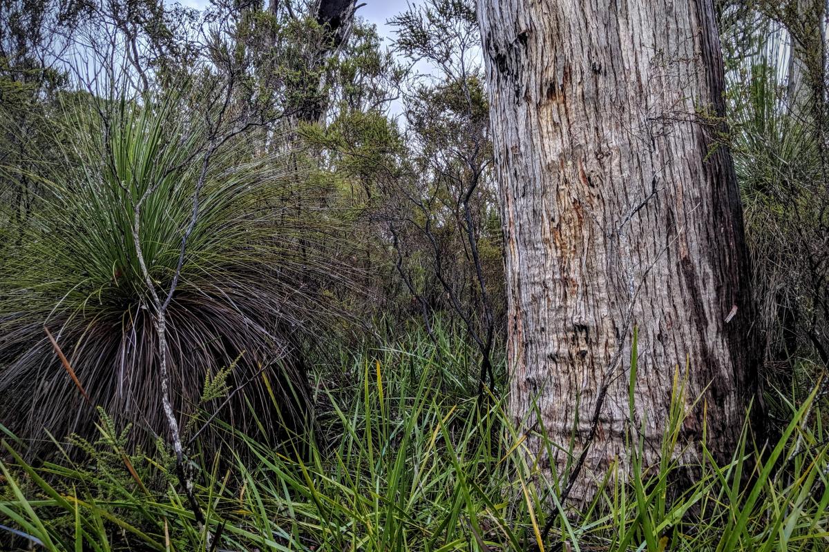 Grasstree and Jarrah in the forest at Hawke National Park