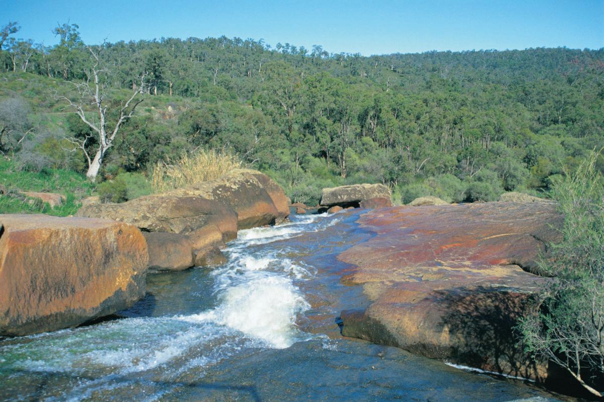 water flowing fast over rocks with native forest in the background