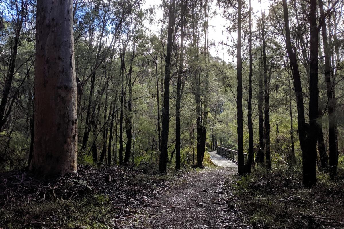 Path from the carpark to the boardwalk at Warren River Cedar
