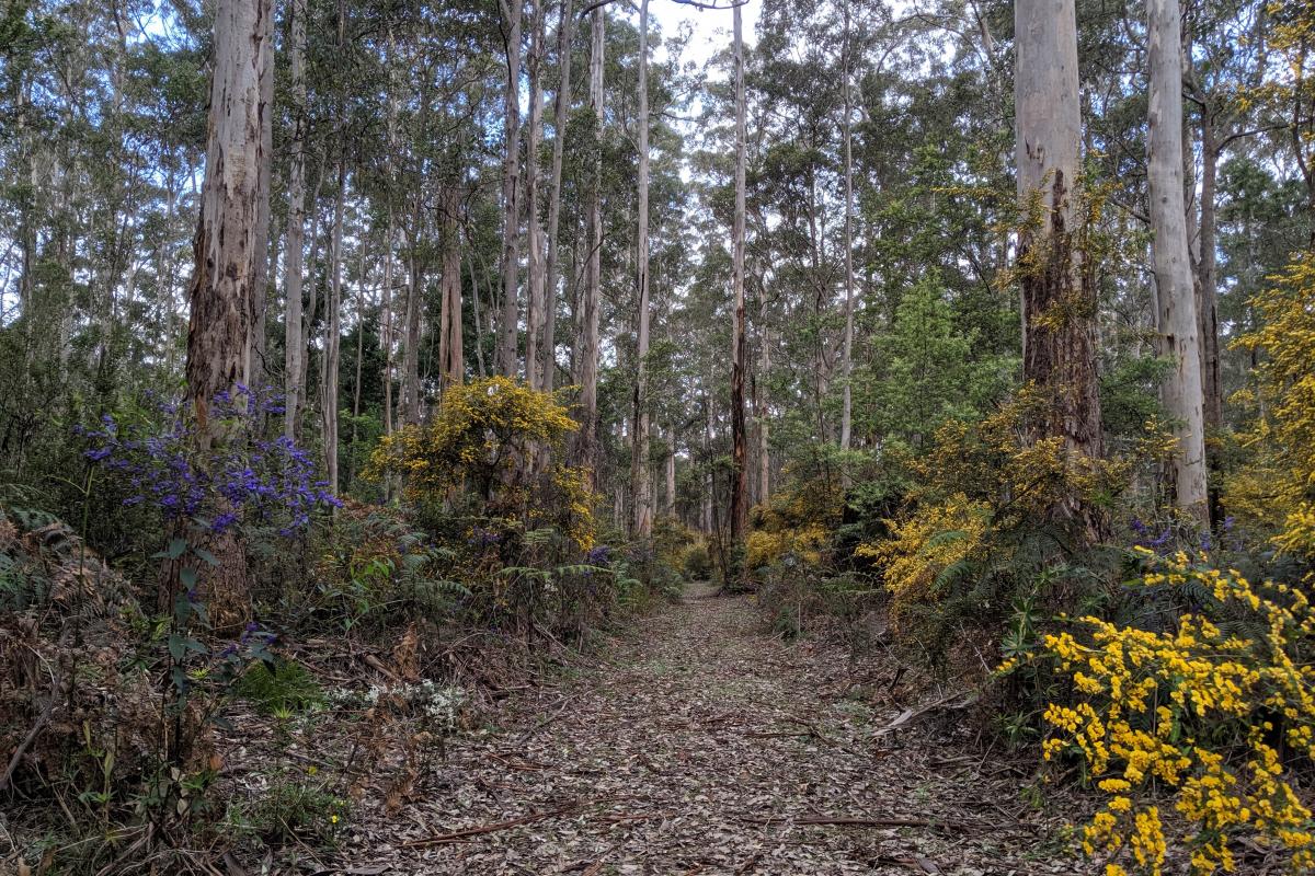 Purple and yellow wildflowers in the Karri forest along the Bibbulmun Track in Big Brook State Forest
