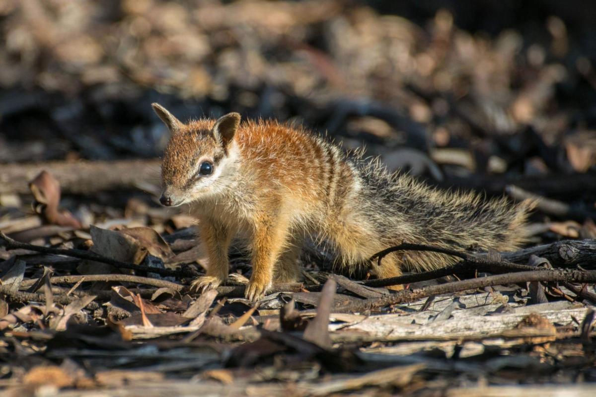 close up of a numbat in dryandraa woodland