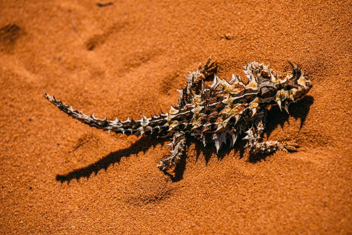 Spiky brown and white lizard sitting on orange sand