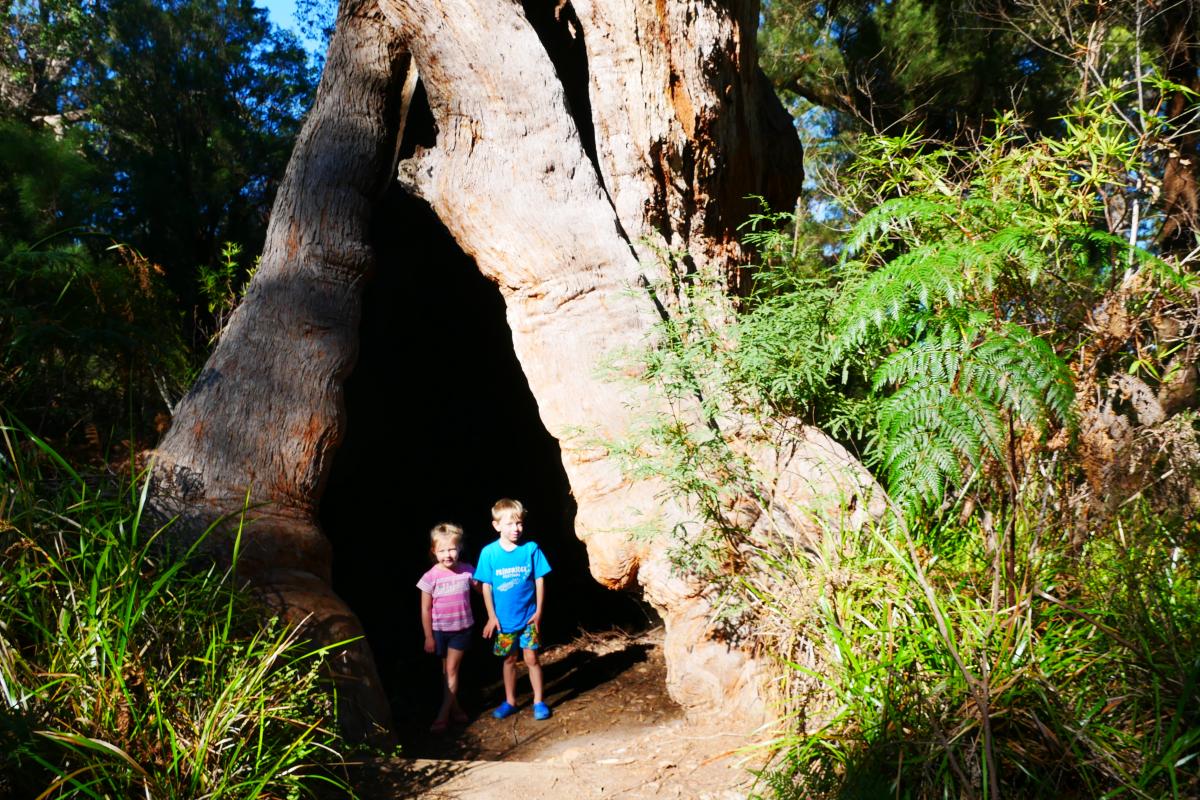 two children standing in the burnt hollow of a giant tingle tree