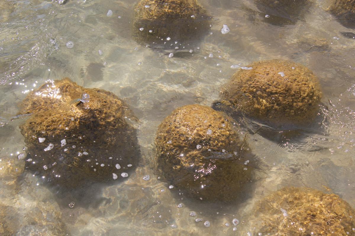 thrombolites in the clear water of lake clifton