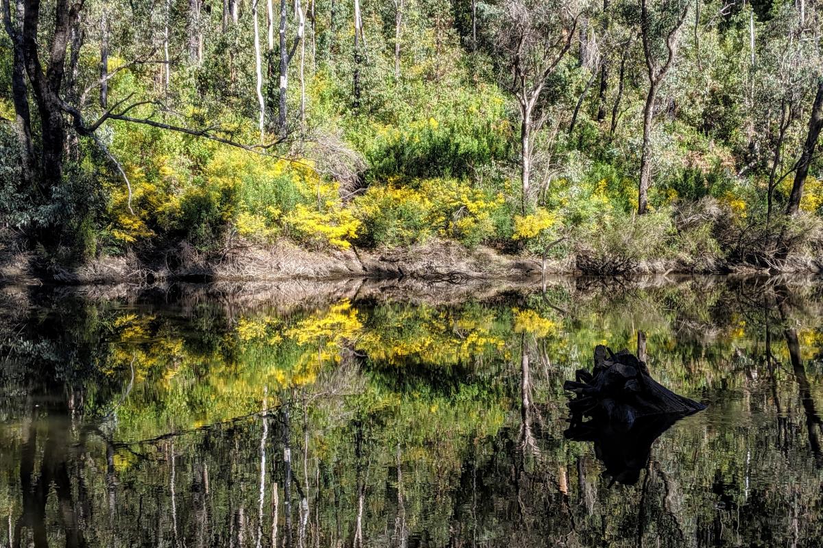Reflections of wattle and trees in the Murray River in Lane Poole Reserve