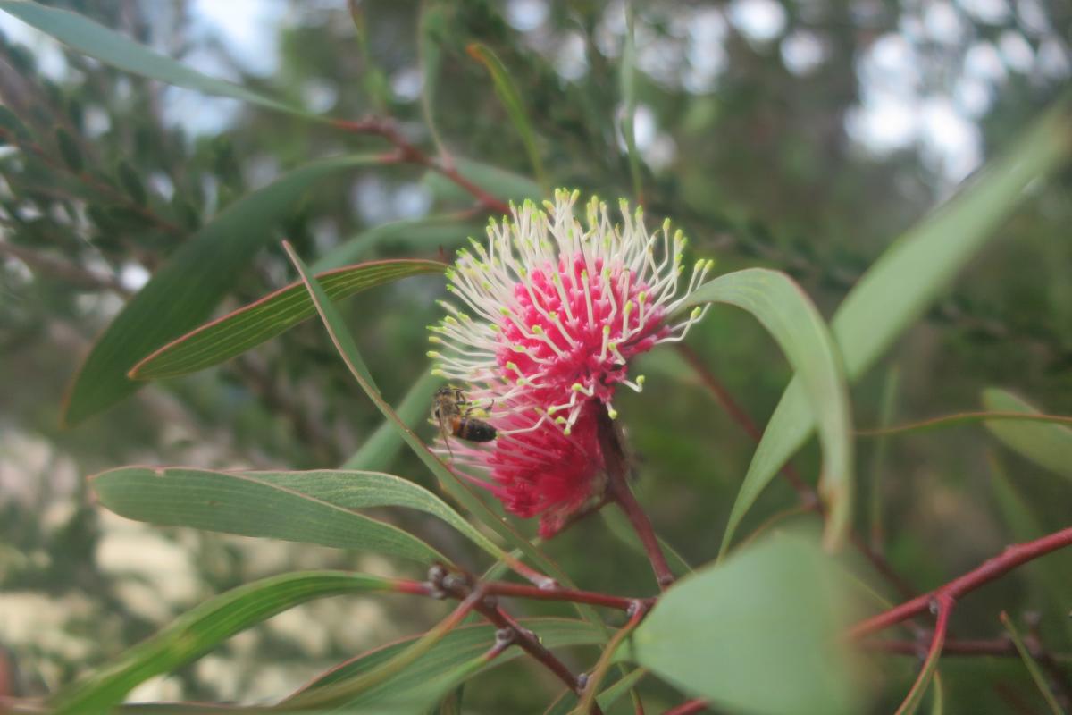 Bright pink flower of the pincushion hakea are in bloom.