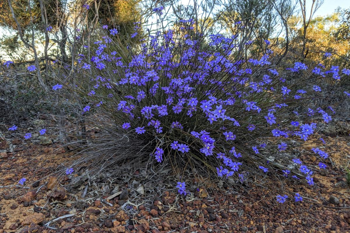 bright purple flowers of the dampiera plant at Mount Matilda
