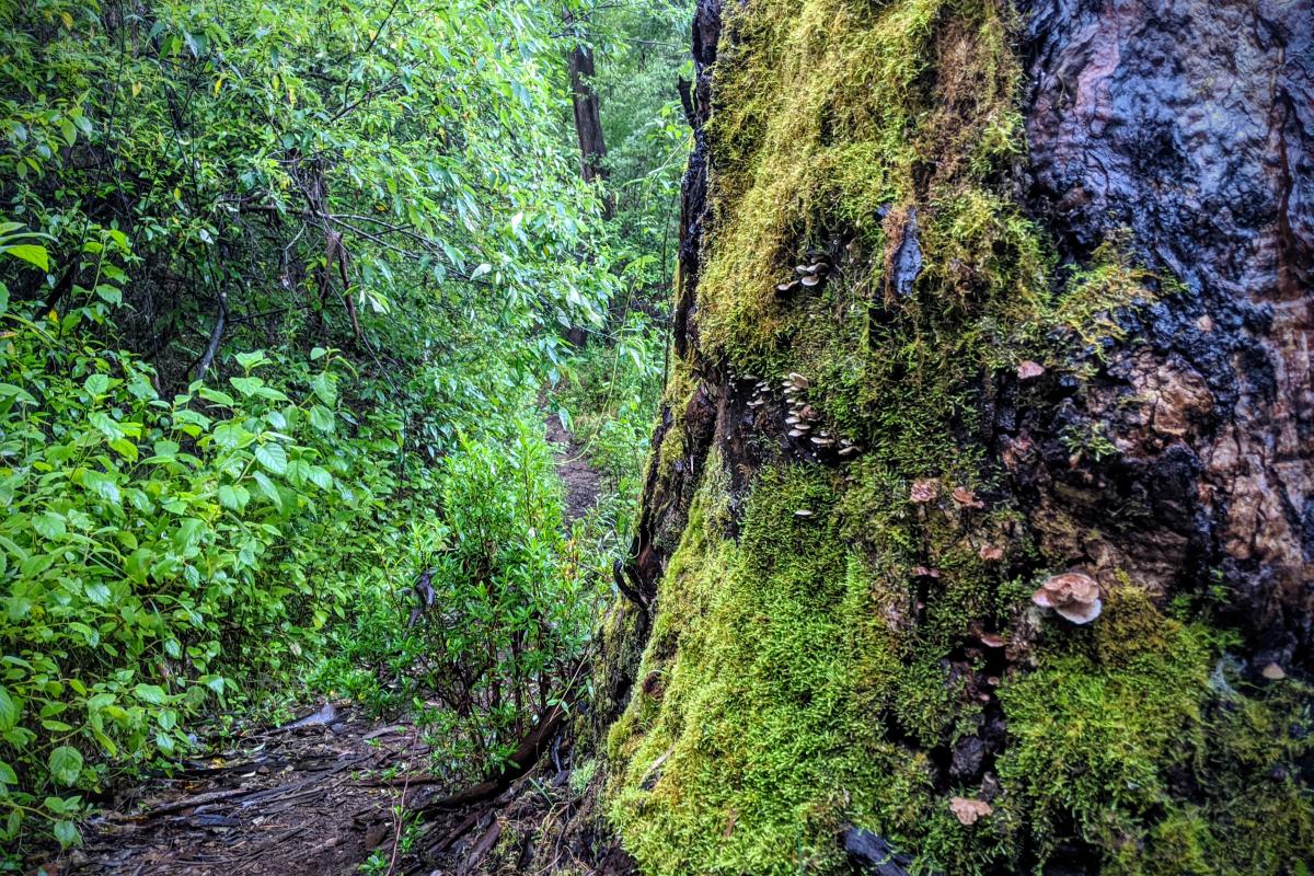 Karri forest understory in Warren National Park