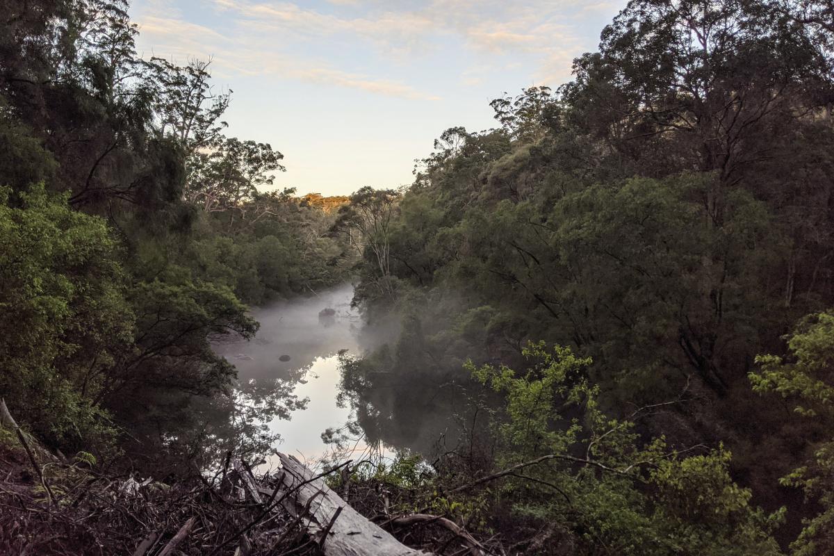 Mist on the Warren River in the late afternoon