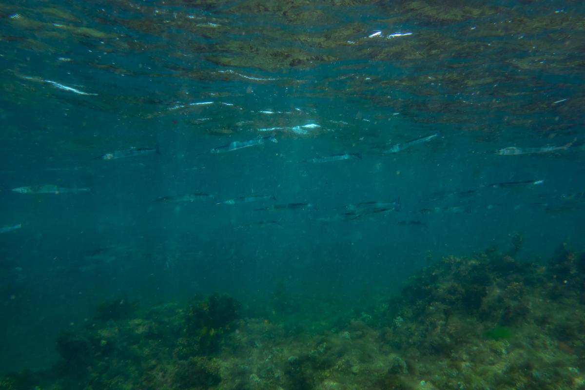 A school of garfish swim in shallow water on the top of the reef.