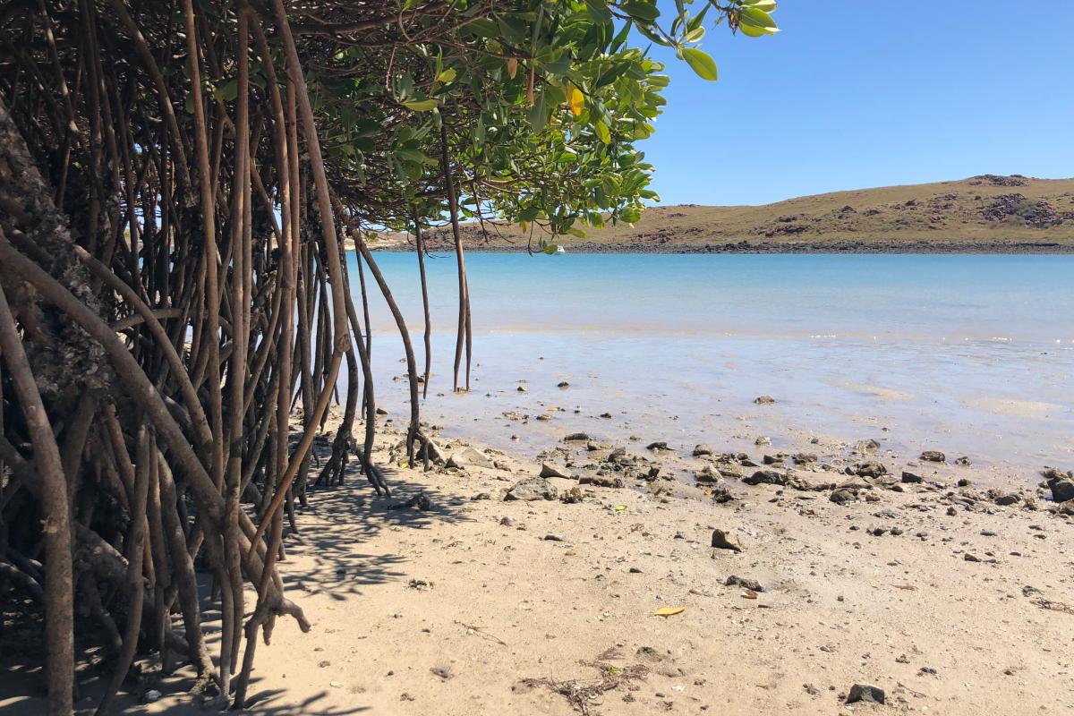 Mangroves at low tide beside the ocean at Malus Island
