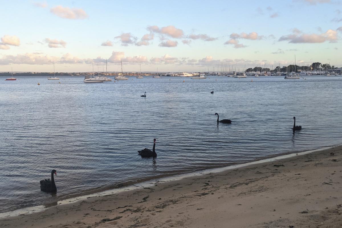 Black swans on the Swan River at Matilda Bay