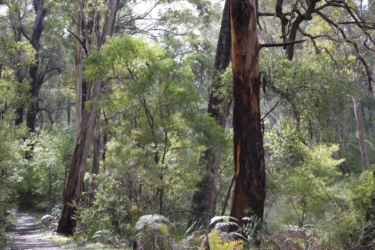 forest lining the Donnelly River