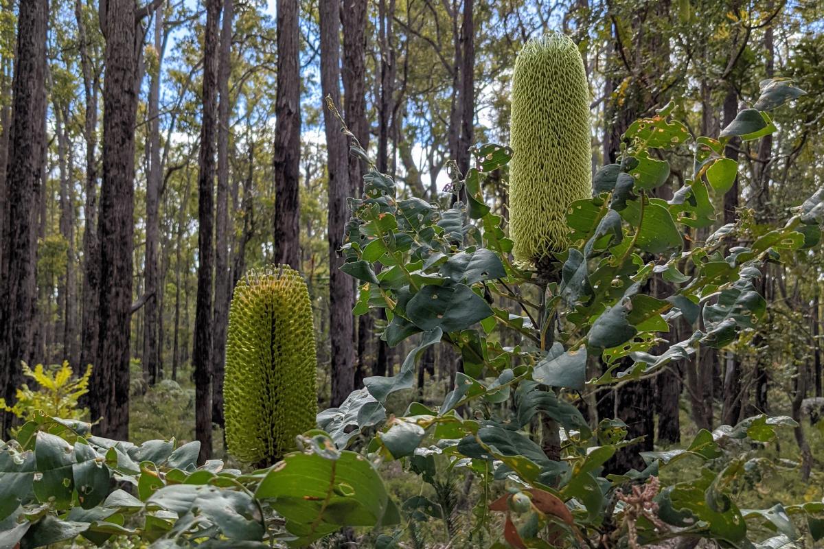 Banksia in the Jarrah forest