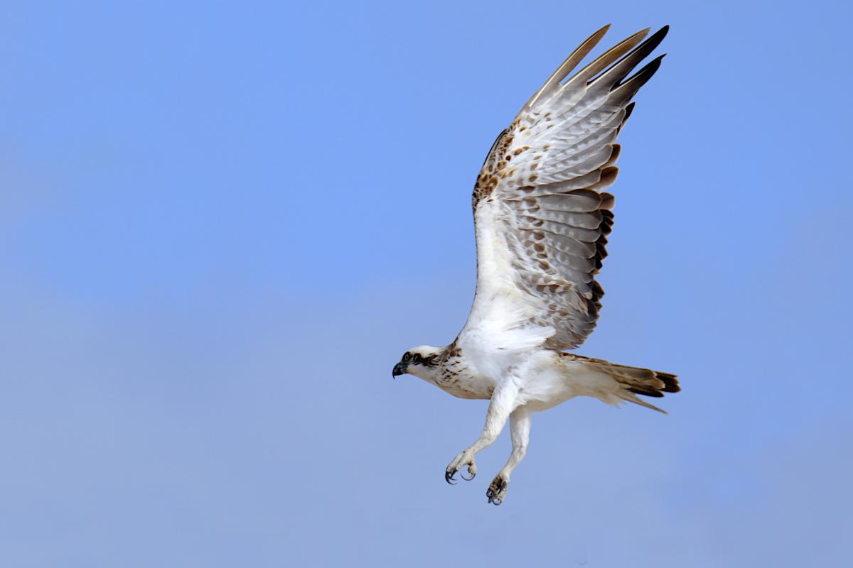 Eastern Osprey in flight over Thevenard Island