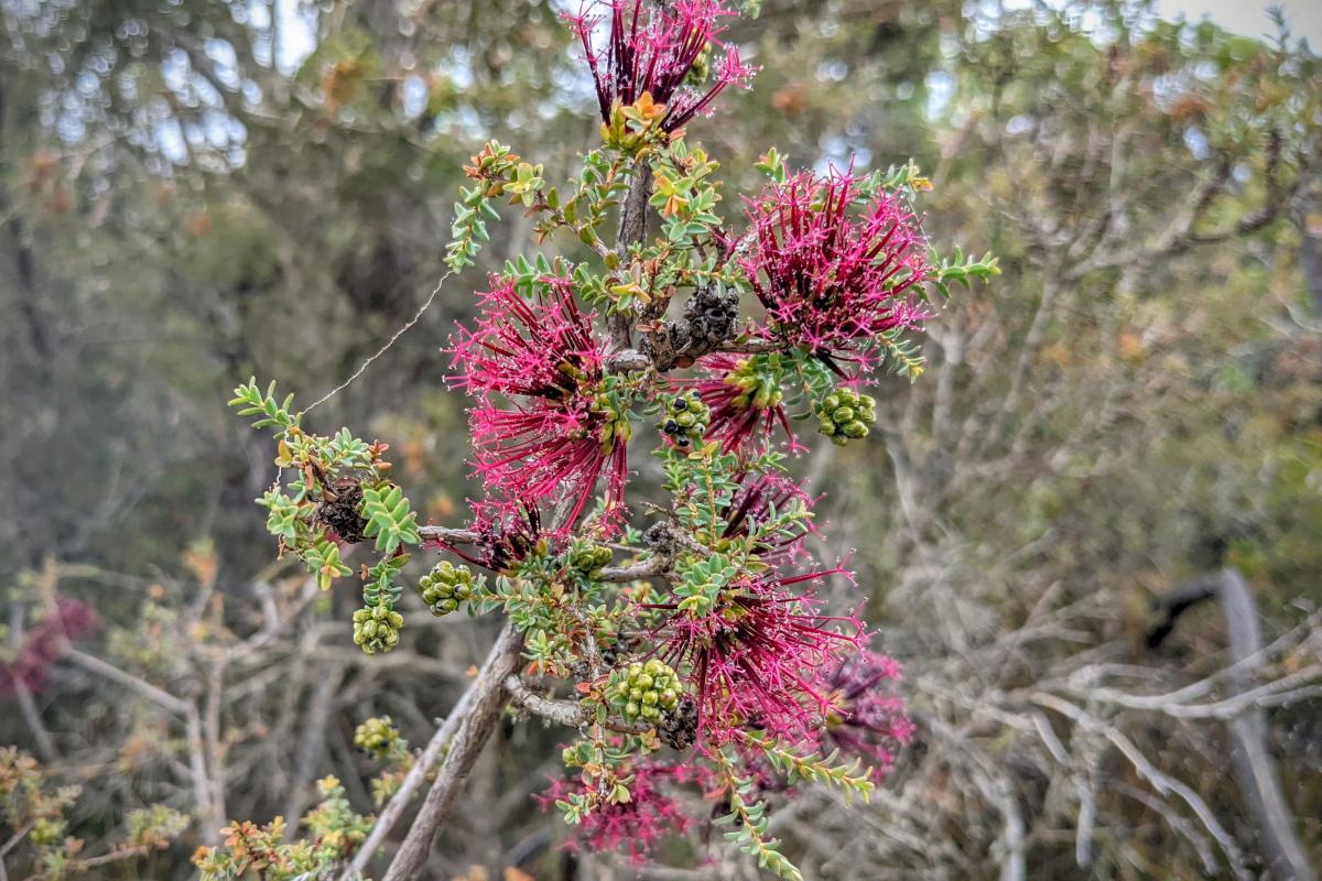 February flowers, Hassell National Park