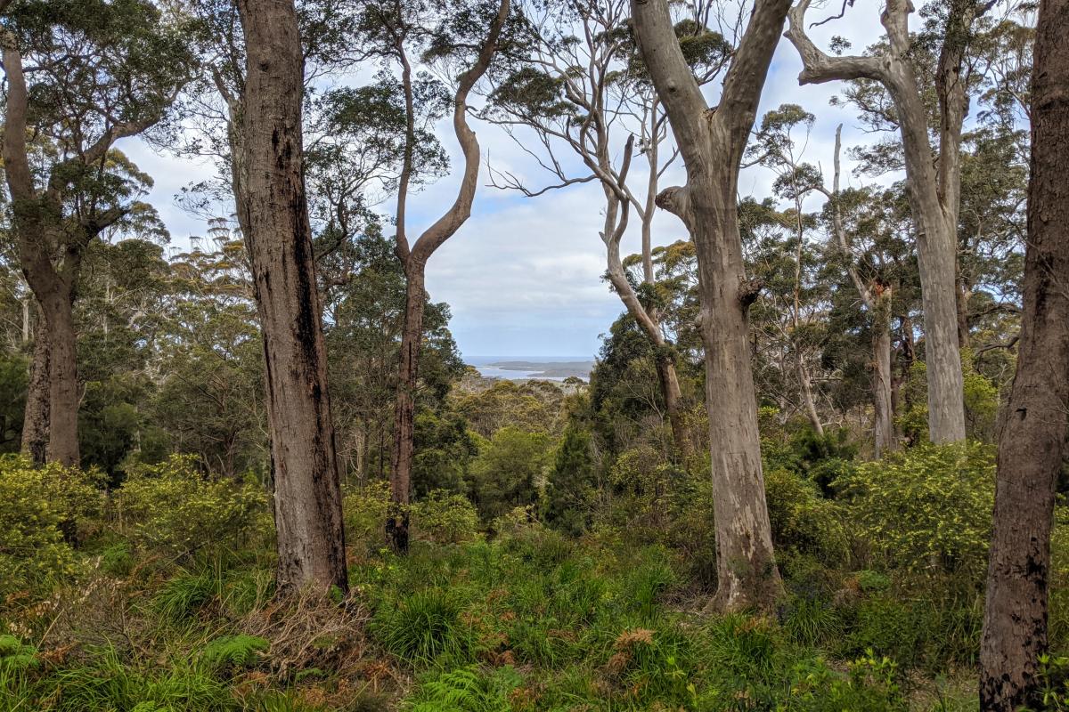 Views through the tingle forest from John Rate Lookout 