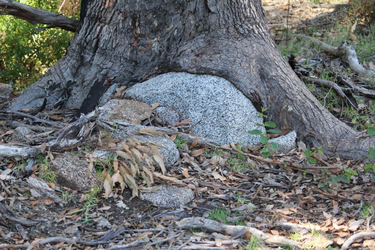 a tree growing around a rock