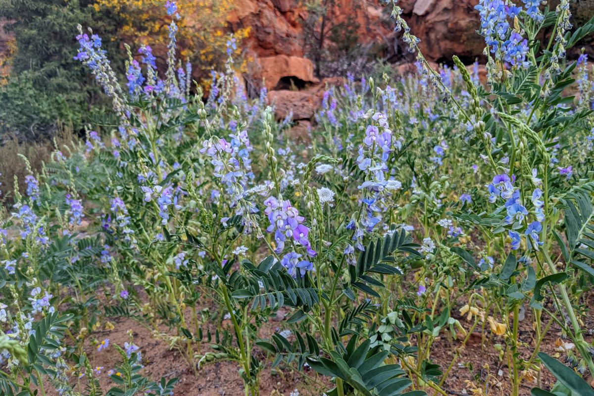 Purple wildflowers at Edneys - Ooramboo