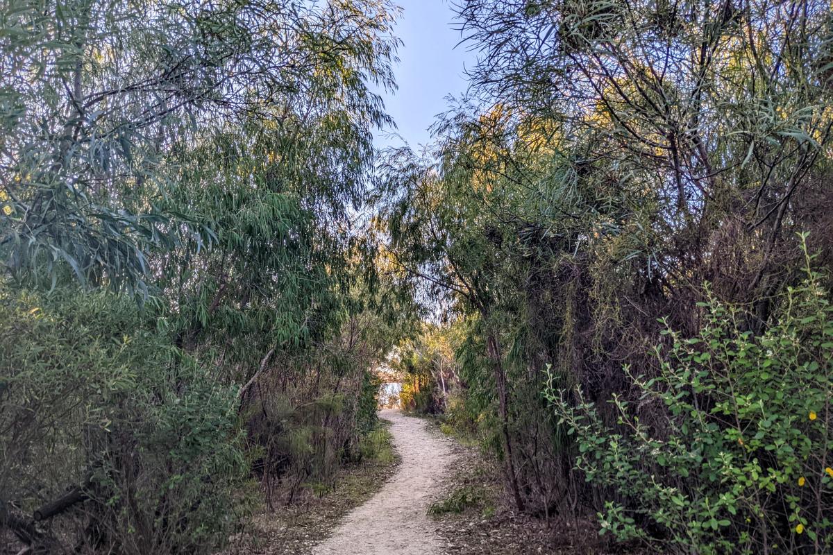 Path from the parking area to Lake Hayward shoreline