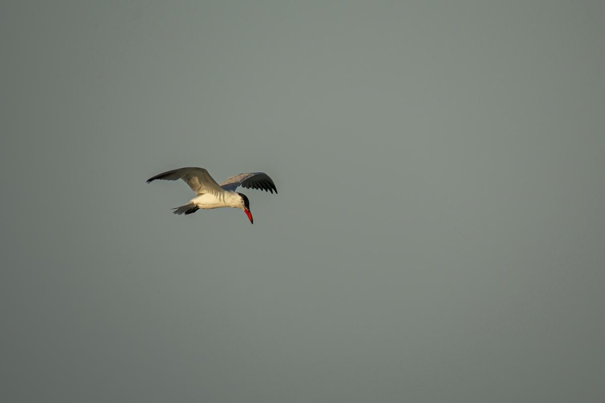 Tern flying in Montebello Islands Marine Park